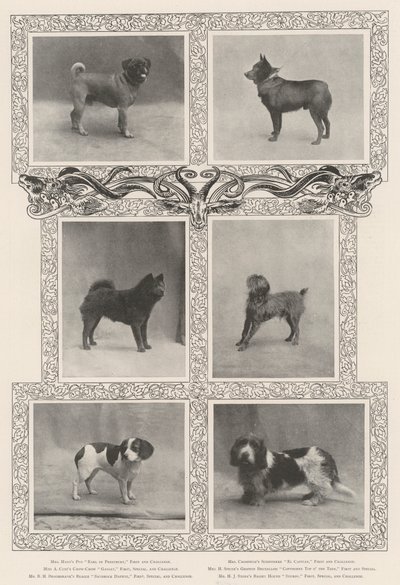 A Kennel Clubs Negyvenhatodik Kiállításának jelentős díjazottjai alkotó: English Photographer