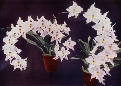 Odontoglossum Crispum (színes fénykép) alkotó: English Photographer