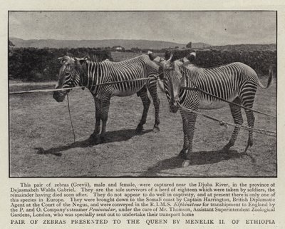 Zebrapárt az etióp II. Menelik ajándékozott a királynőnek alkotó: English Photographer