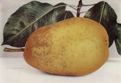 Pear, Pitmaston Duchess (színes fénykép) alkotó: English Photographer