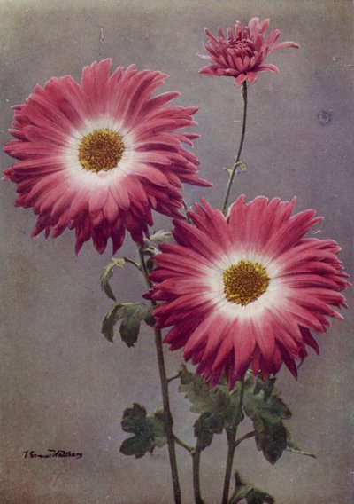 Percy Arnold (színes fotó) alkotó: English Photographer
