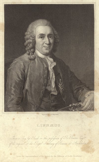 Carl Linnaeus portréja alkotó: English Photographer