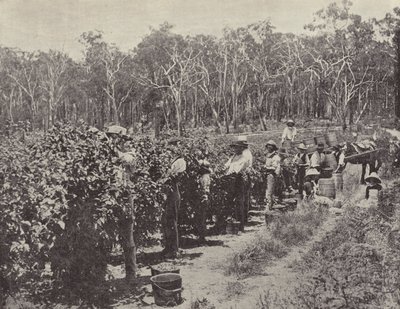 Málnaszedők munkában, Wandin Yallock alkotó: English Photographer