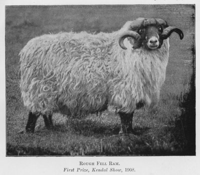 Rough Fell Ram, első díj, Kendal Show alkotó: English Photographer