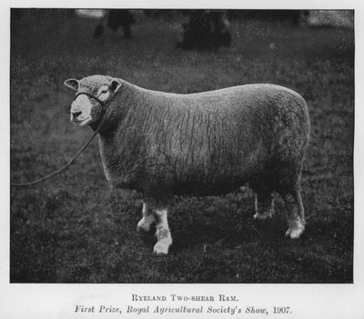 Ryeland kétnyíró kos, első díj, Royal Agricultural Society kiállítása alkotó: English Photographer