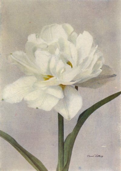 Schoonoord (színes fénykép) alkotó: English Photographer