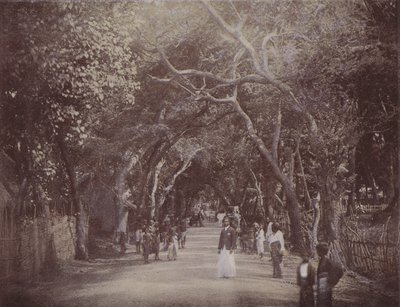 Skinners Road, Colombo (színes fotó) alkotó: English Photographer