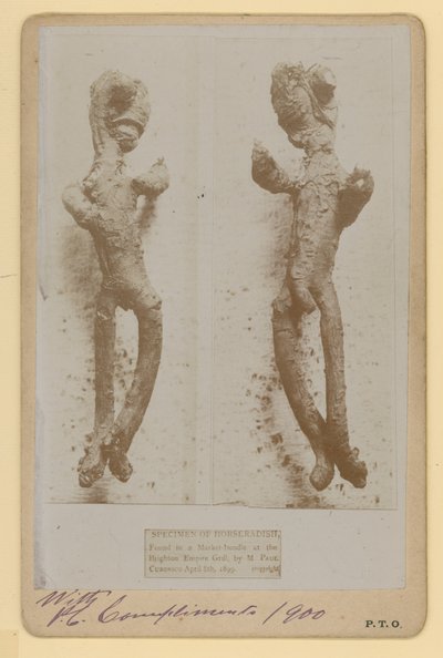 Torma példány alkotó: English Photographer