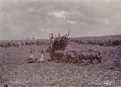 Cukorültetvény, Barbados, 1880 alkotó: English Photographer