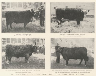 Birmingham Fat Stock Show, királyi és más díjnyertesek alkotó: English Photographer