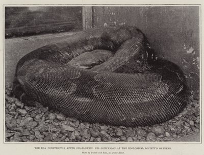 A Boa Constrictor, miután lenyelte társát a Zoological Society Gardensben alkotó: English Photographer