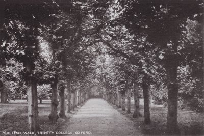A Lime Walk, Trinity College, Oxford alkotó: English Photographer