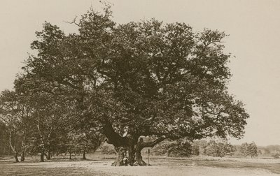 The Major Oak, Sherwood Forest alkotó: English Photographer