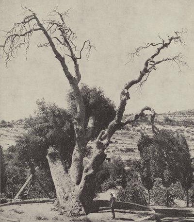 Mamre tölgye; Abraham Oak, ahol Ábrahám felütötte sátrát és oltárt épített alkotó: English Photographer