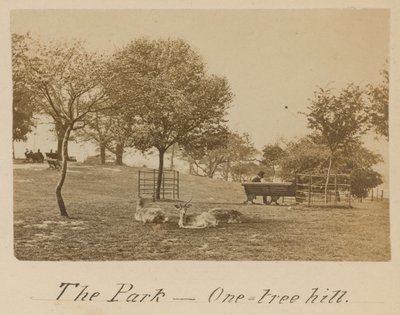 A Park – One Tree Hill, Greenwich alkotó: English Photographer