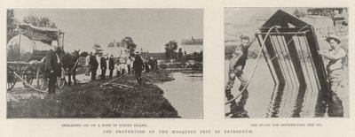 A szúnyogkártevő megelőzése a petróleummal alkotó: English Photographer