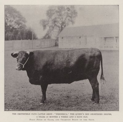 A Smithfield Club Cattle Show, Frederica, a Queens Red Shorthorn üsző, 2 éves 10 hónapos 2 hetes és 3 napos alkotó: English Photographer