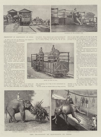 Az elefántok szállítása Indiában alkotó: English Photographer