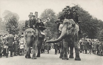 A londoni állatkert elefántjai a Regent
