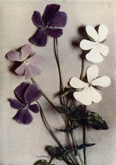 Viola Cornuta három fajtája (színes fotó) alkotó: English Photographer