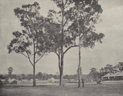 Toongabbie alkotó: English Photographer