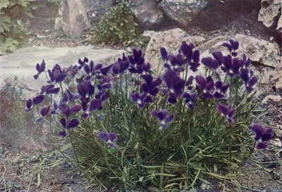 Viola Gracilis (színes fénykép) alkotó: English Photographer