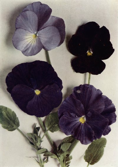 Viola, Maggie Mott, Admiral of the Blues, Archibald Grant és Jenny M