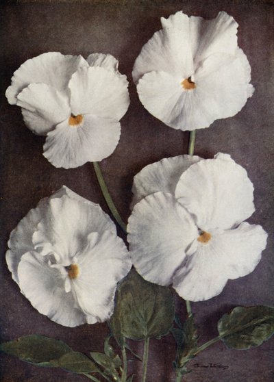 Viola, Purity, Mrs H Pearce, Mad A Gray, és Snowflake (színes fotó) alkotó: English Photographer