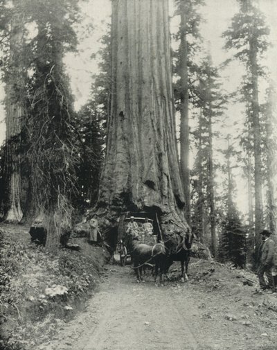 "Wawona" Big Tree, Mariposa Grove, Kalifornia (f/w fotó) alkotó: English Photographer