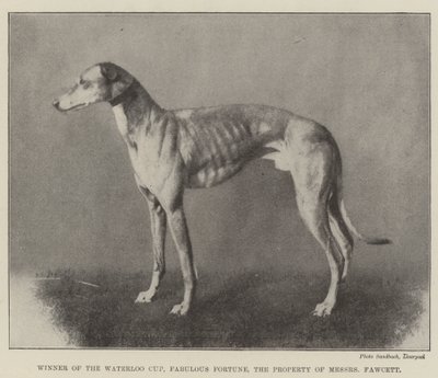 A Waterloo Kupa győztese, Fabulous Fortune, Messers Fawcett tulajdona alkotó: English Photographer