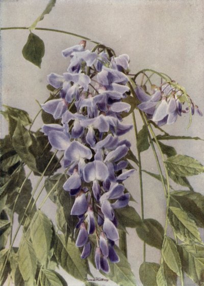 Wistaria Chinensis (színes fénykép) alkotó: English Photographer