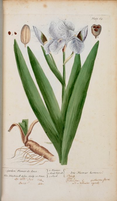 (Kert) Flower-de-Luce. Egy írisz, Elizabeth Blackwell 