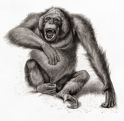 Borneói orangután, Pongo pygmaeus, más néven orangután, orangutang vagy orang-utang. A Meyers Lexikonból, kiadva 1924-ben (nyomtatásban). alkotó: English School