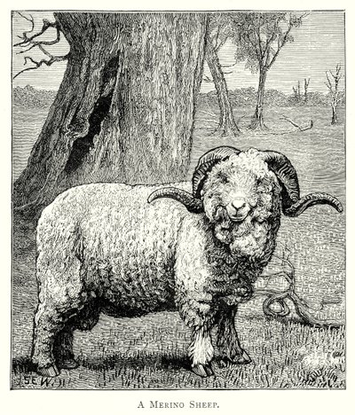 Egy marinói juh (metszet) alkotó: English School