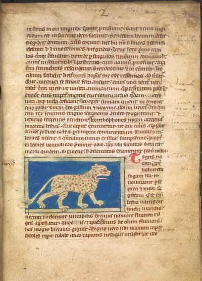 Egy tigris, a Sloane 3544, f.2 (pergamen) alkotó: English School