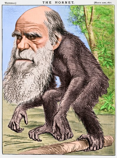 "A Venerable Orang-outang", Charles Darwin majomként való karikatúrája. alkotó: English School
