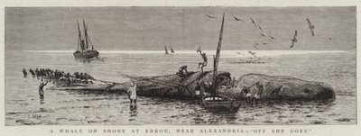 Egy bálna a parton Edkouban, Alexandria közelében, "Off She go" (metszet) alkotó: English School