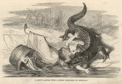 Hölgyek csata egy mocsári aligátorral Louisianában alkotó: English School
