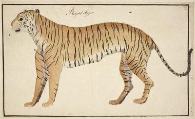 Egy királytigris a Serfagee of Tanjore gyűjteményéből alkotó: English School