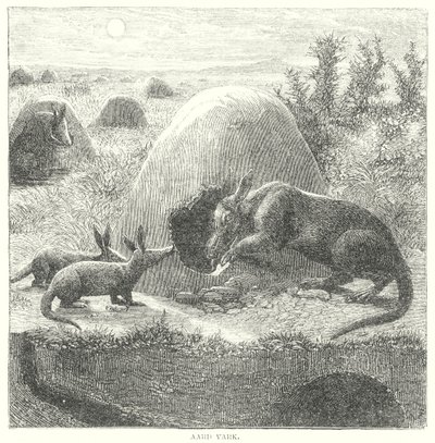 Aardvark (metszet) alkotó: English School