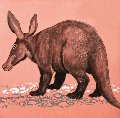 Aardvark alkotó: English School