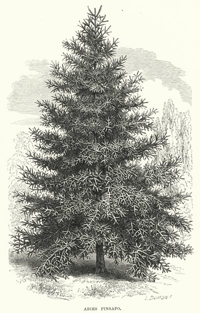 Abies Pinsapo (metszet) alkotó: English School