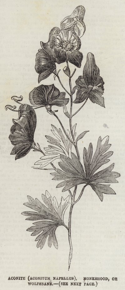 Aconite (Aconitum Napellus), Monkshood vagy Wolfsbane (metszet) alkotó: English School