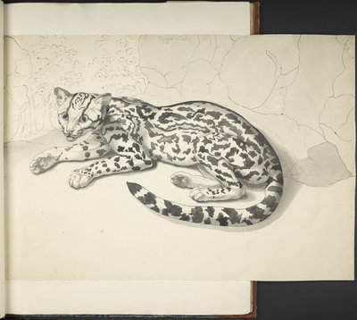 Adja hozzá az MS 11807 f.9 Tyger Cat-et a „Rajzok, nagy méretben, indiai tintával és ceruzával, különféle állatokról és madarakról” (indiai tinta papíron) alkotó: English School
