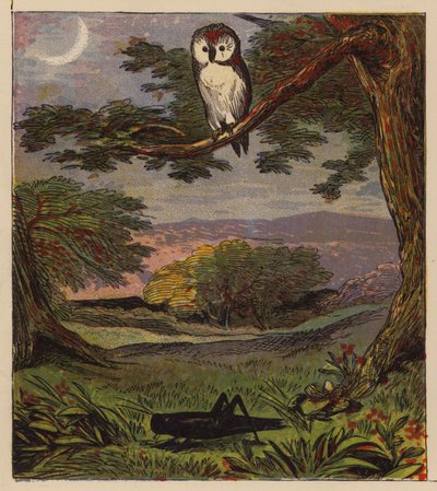 Aesopus meséi: A bagoly és a szöcske (színes litó) alkotó: English School