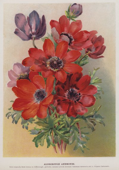 Aldborough Anemones alkotó: English School