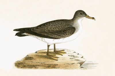 Algériai cinereous Shearwater, illusztráció Charles Robert Bree (1811-86) „Európa madarainak története, amelyeket nem figyeltek meg a Brit-szigeteken” című művéből, 1867-ben. alkotó: English School