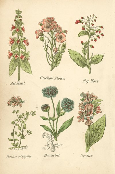 All Heal, Cuckow Flower, Fig Wort, Mother of Thyme, Devilsbit, Orchis (színes litho) alkotó: English School