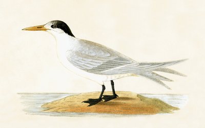 Szövetséges csér, Charles Robert Bree (1811-86) 1867-ben megjelent „A History of the Birds of the Birds of Europe Not Observed in the British Isles” című művéből. alkotó: English School