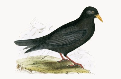 Alpine Chough, Charles Robert Bree (1811-86) 1867-ben megjelent „Európa madarainak története, amelyeket nem figyeltek meg a Brit-szigeteken” című művéből. alkotó: English School